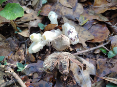 Geastrum fornicatum