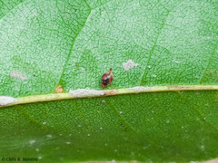 Scymnobius ecuadoricus