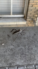 Acanthocephala declivis