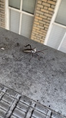 Acanthocephala declivis