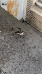 Acanthocephala declivis