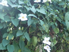 Thunbergia laurifolia