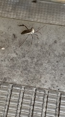 Acanthocephala declivis