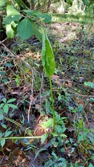 Urospatha friedrichsthalii