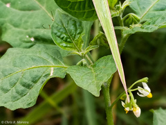 Solanum