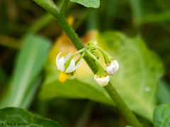 Solanum