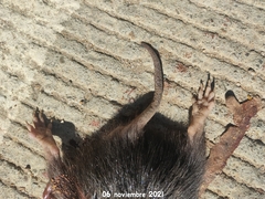 Orthogeomys grandis