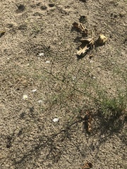 Malacothrix saxatilis