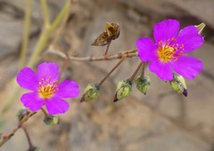 Cistanthe cachinalensis