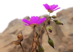 Cistanthe cachinalensis
