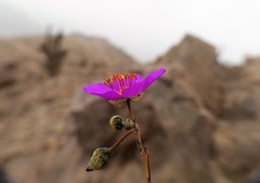 Cistanthe cachinalensis