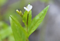 Epilobium lactiflorum