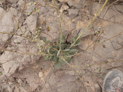 Cistanthe cachinalensis