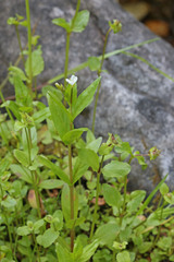 Epilobium lactiflorum