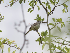 Inezia inornata