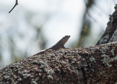 Tropidurus etheridgei