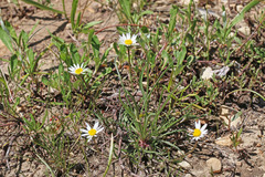Erigeron eatonii