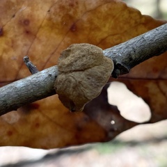 Phylloporia amplectens