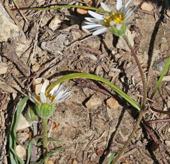 Erigeron eatonii