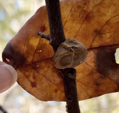 Phylloporia amplectens