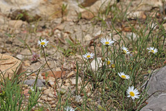 Erigeron eatonii
