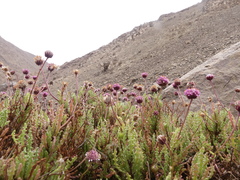 Polyachyrus fuscus
