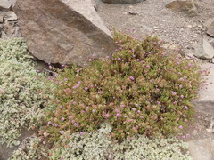 Polyachyrus fuscus