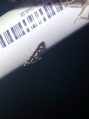 Desmia subdivisalis