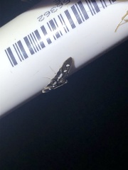 Desmia subdivisalis