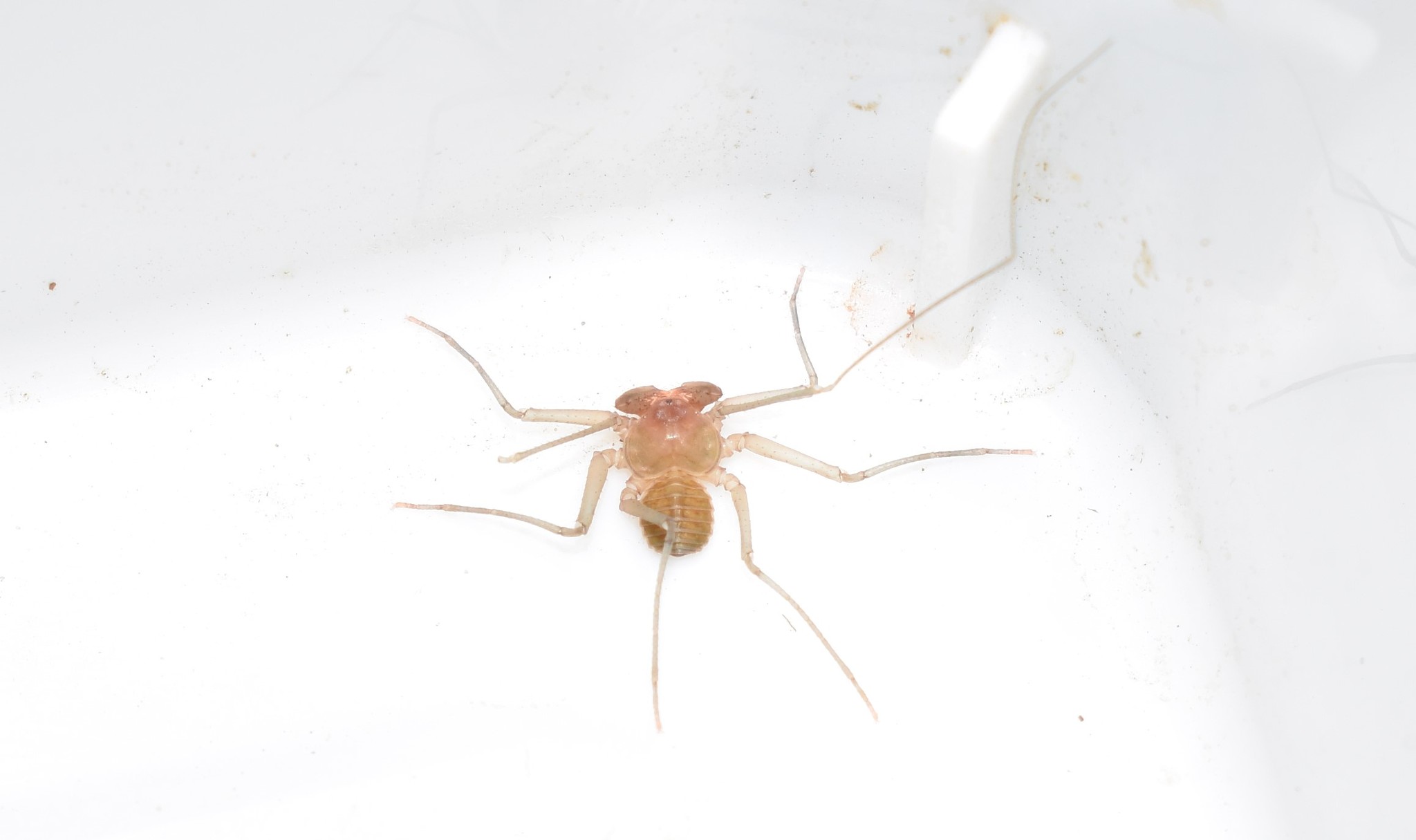 Sarax ioanniticus (Kritscher, 1959)