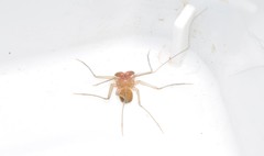 Charinus ioanniticus