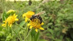 Campsomeris bistrimacula