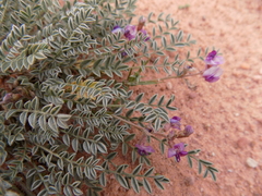 Astragalus desperatus