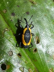 Cactophagus circumdatus