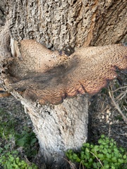 Cerioporus squamosus