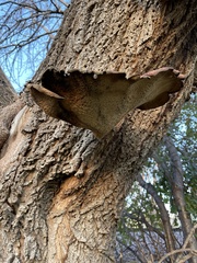 Cerioporus squamosus