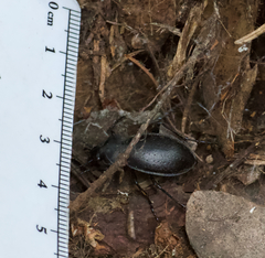 Carabus taedatus