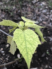 Hibiscus lasiocarpos