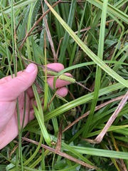 Carex lessoniana
