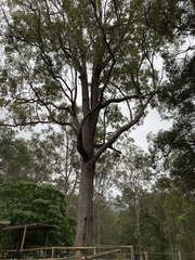 Eucalyptus microcorys