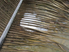 Leptodactylus knudseni