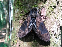 Manduca contracta