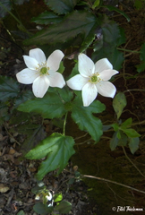 Knowltonia moorei