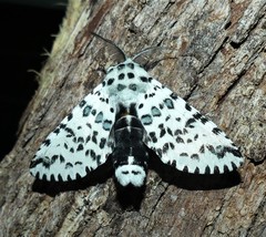 Kamalia australis
