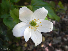 Knowltonia moorei