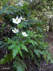 Knowltonia moorei