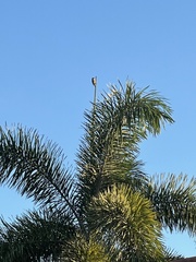 Melanerpes carolinus image