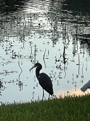 Egretta tricolor image