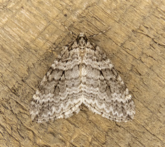 Operophtera danbyi