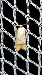 Tachystola stenoptera